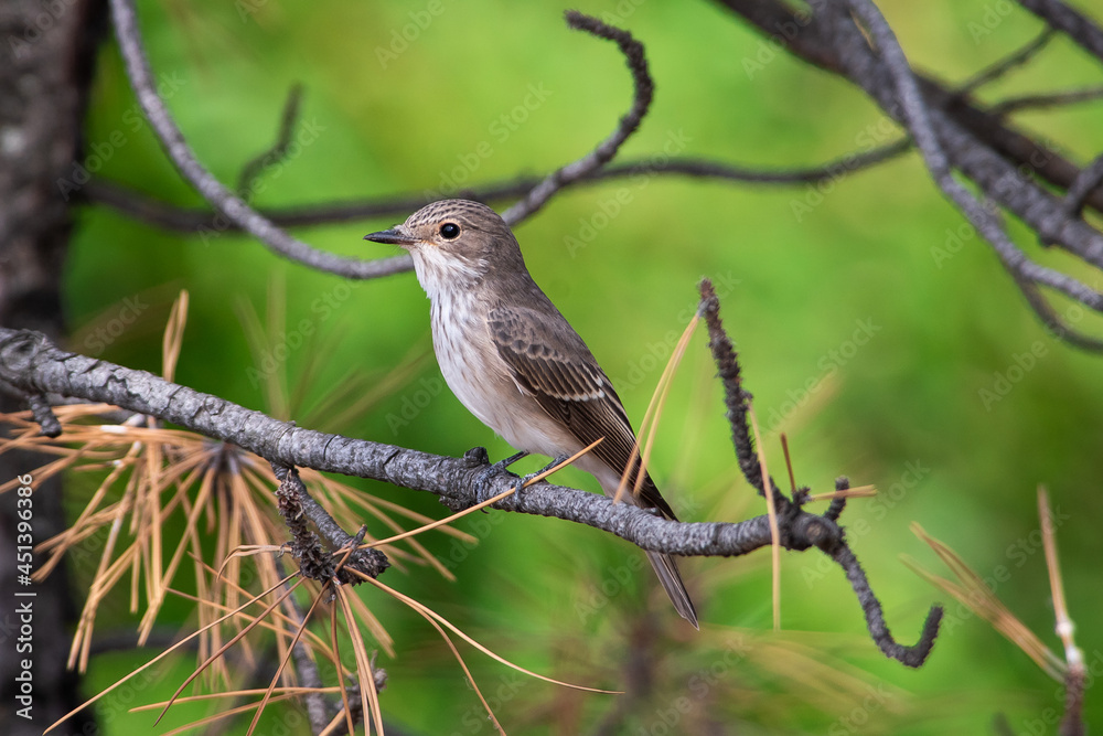 Fototapeta premium Muscicapa striata sit on tree Spotted flycatcher sit on branch Volgograd region, Russia.
