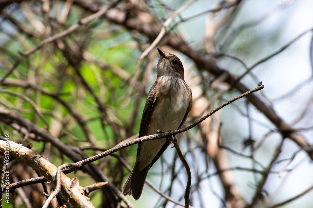 Muscicapa striata sit on tree
Spotted flycatcher sit on branch Volgograd region, Russia. Muscicapa striata sit on tree
Spotted flycatcher sit on branch Volgograd region, Russia.