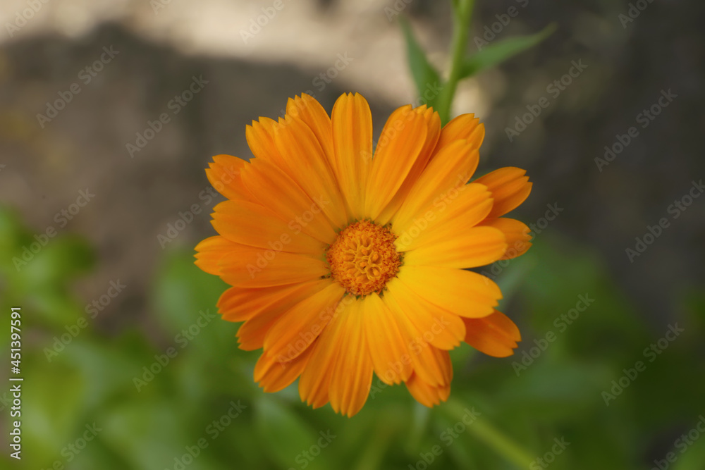 Beautiful blooming calendula flower outdoors, closeup view Beautiful blooming calendula flower outdoors, closeup view