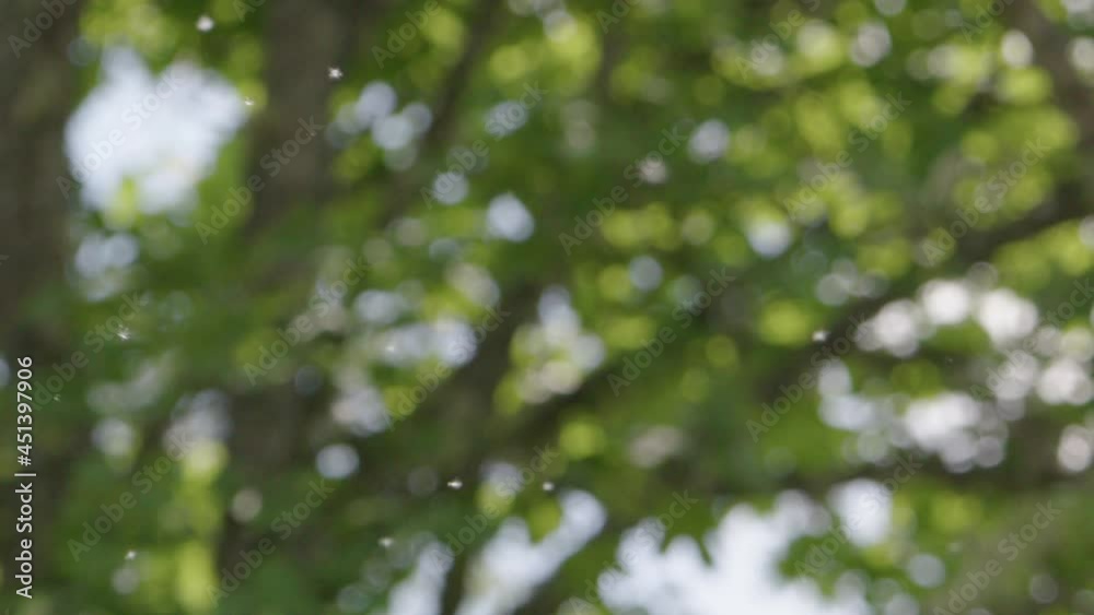 CLOSE UP seeds drifting in the air in front of trees, summer CLOSE UP seeds drifting in the air in front of trees, summer