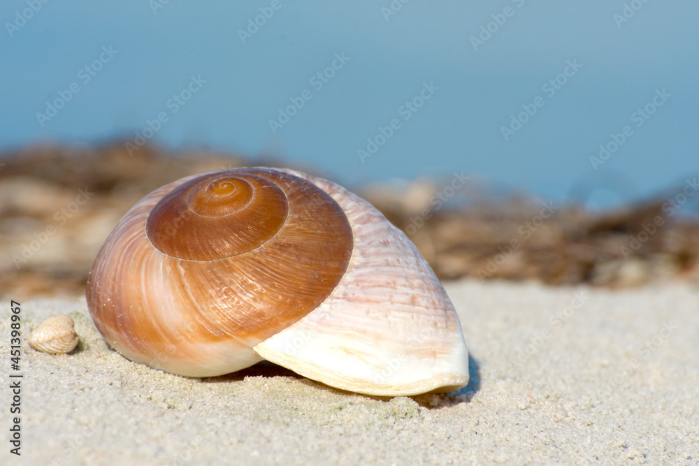 Beautiful shell of a sea mollusk. Spiral curls of a seashell close up. Beautiful shell of a sea mollusk. Spiral curls of a seashell close up.