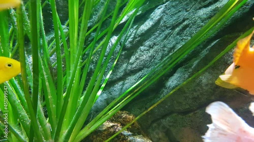 Slow motion of underwater plants, ornamental algae and fish in the home aquarium
