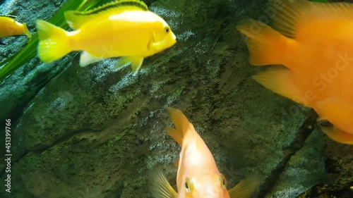 Slow motion of underwater plants, ornamental algae and fish in the home aquarium