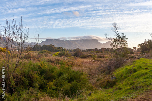 The Tokai forest park which is made up of different sections of pine trees, fynbos and rivers is a place where many people go for walks and activities. photo