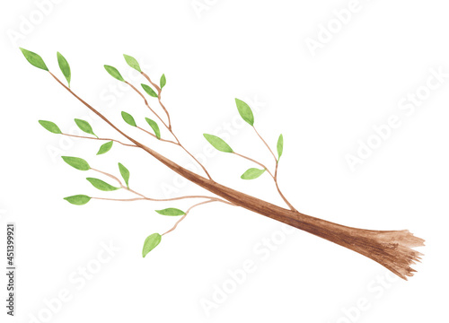 Watercolor branch of a tree with green leaves isolated on a white background. hand-drawn forest object. Cute plant illustration. Herbal clipart.