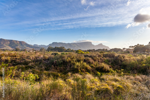 The fynbos of Tokai forest park which looks across the park to the back of table mountain.
