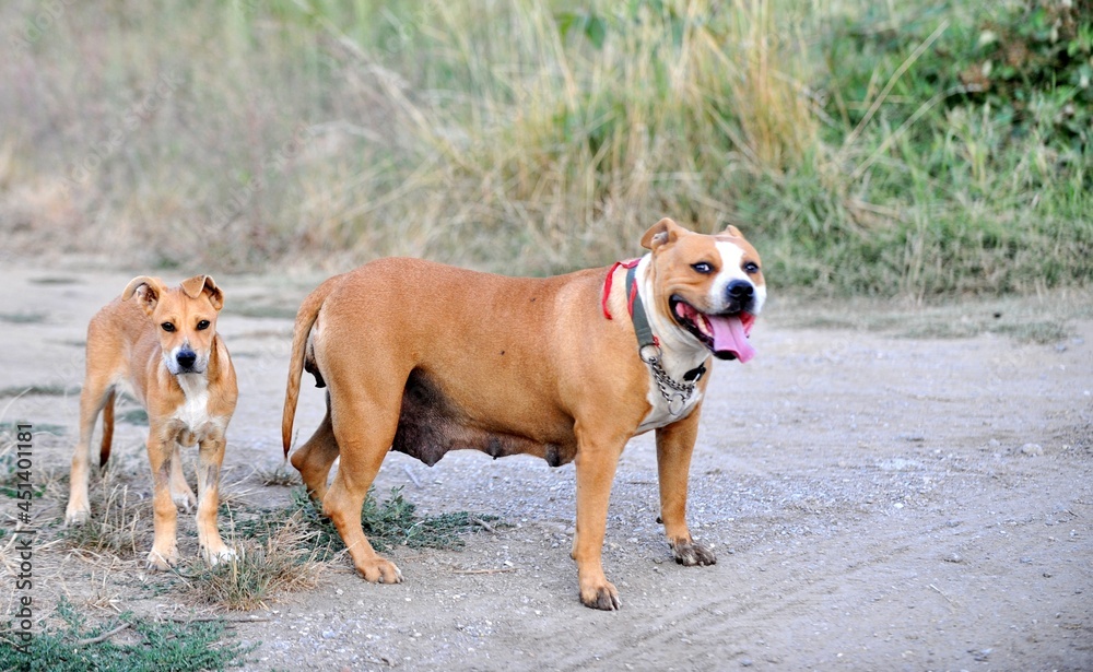American Staffordshire terrier dogs outdoors, happy pets concept