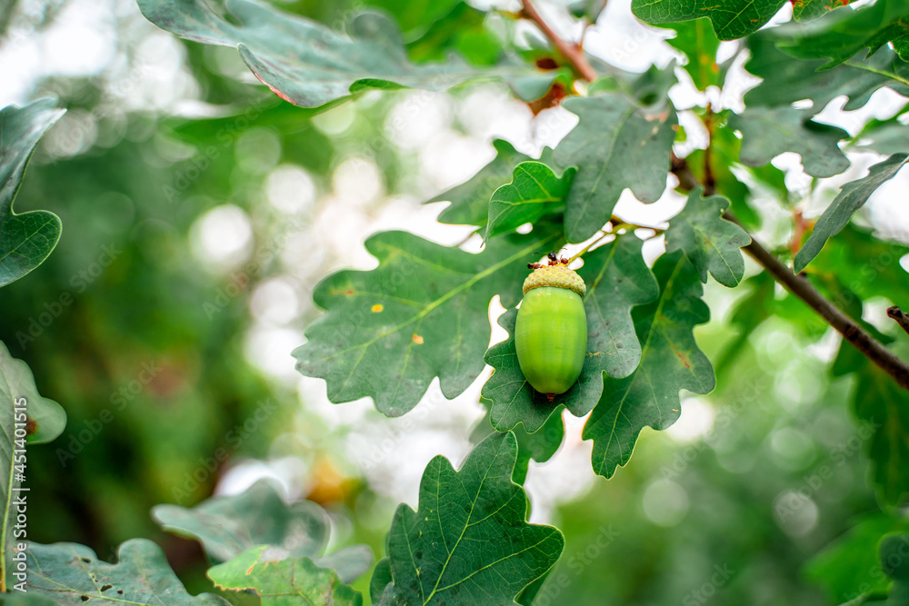 Fototapeta premium Acorns on an oak branch
