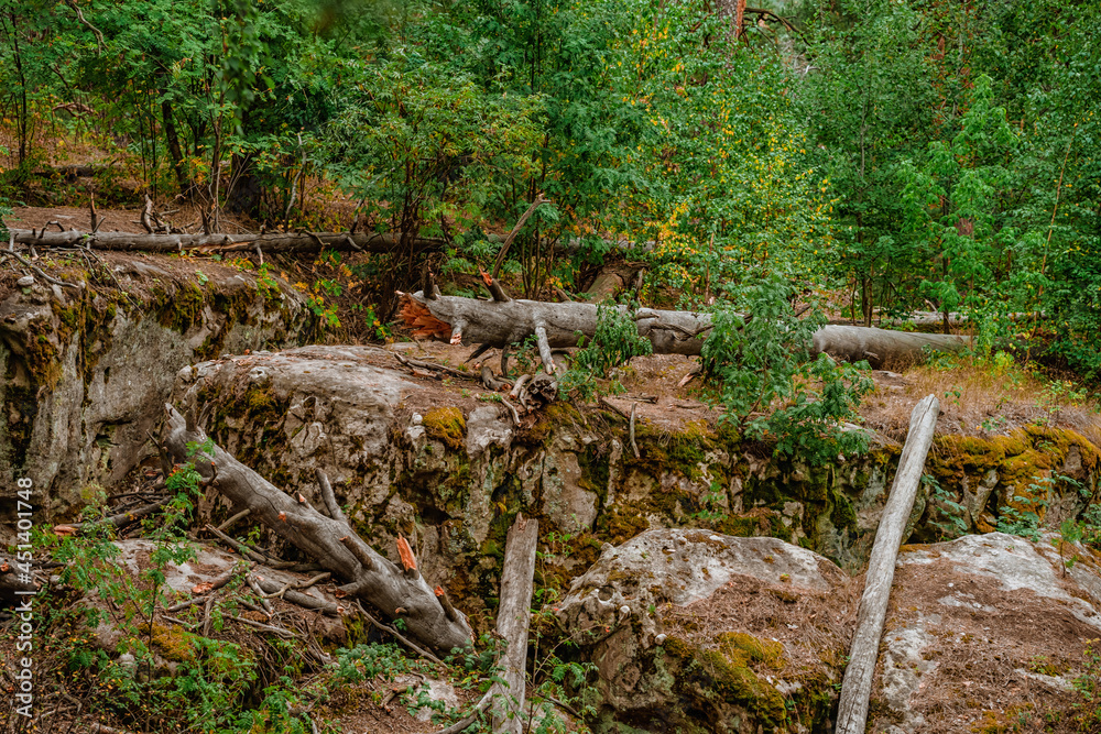 Wild forest with huge stones covered with moss, a mystical natural landscape of northern nature Wild forest with huge stones covered with moss, a mystical natural landscape of northern nature