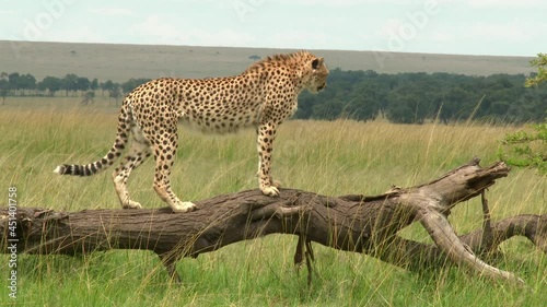 Cheetah (Acinonyx jubatus) balancing on a dead fallen tree to look in the distance and jumps off.