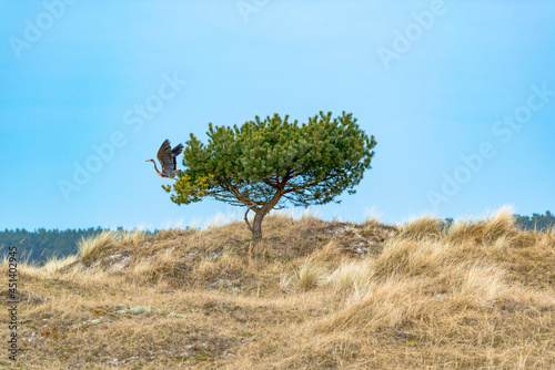 Reiher startet von einem Baum, der auf einer Düne steht.