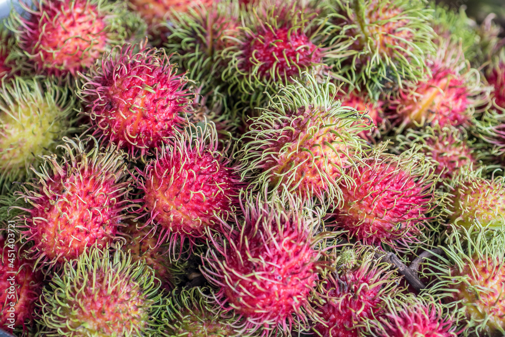 School rambutans are ripening, red to be appetizing. School rambutans are ripening, red to be appetizing.