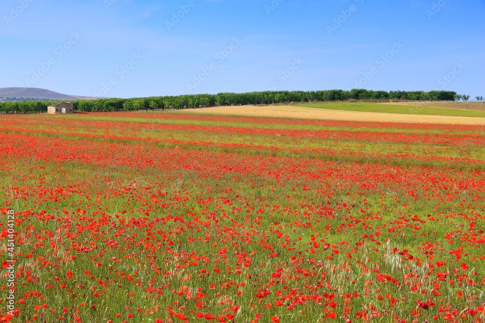 Italian spring fields landscape