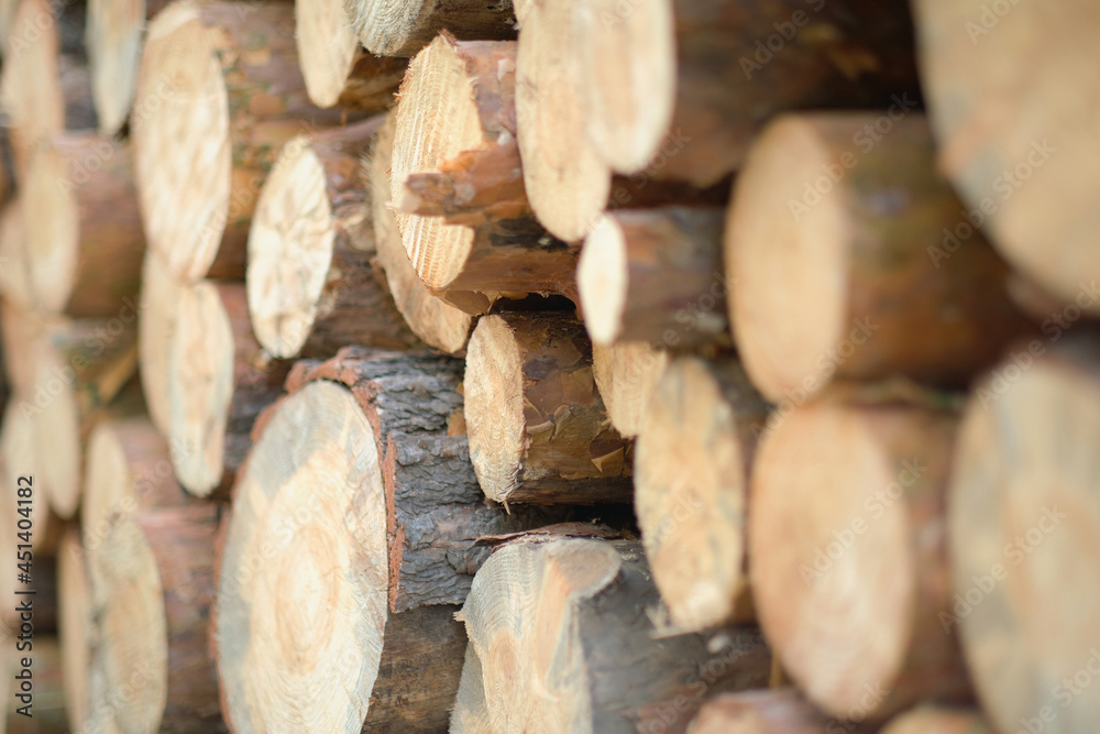 Sawn logs of pine forest, roundwood timber, logging. Sawn logs of pine forest, roundwood timber, logging.