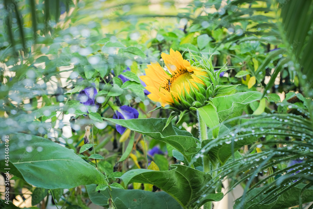 Fototapeta premium Sunflower with stingless bee after rain in the garden.