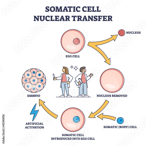 Somatic cell nuclear transfer as genetic change process steps outline diagram. Labeled educational embryo fertilization with artificial technique vector illustration. Cloning egg method description.