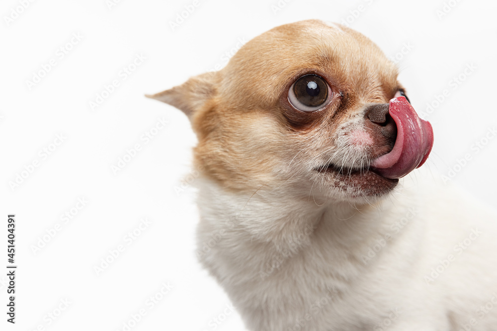 Chihuahua Puppy, 5 months old, sitting in front of white background