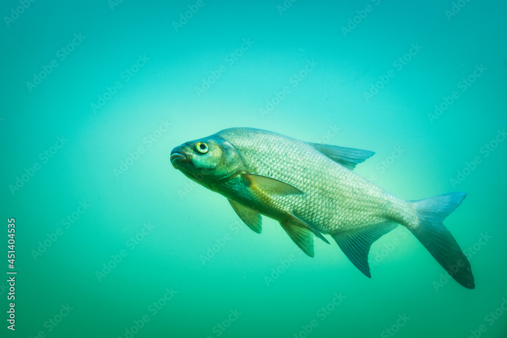 Carp at a fish pond under water Carp at a fish pond under water