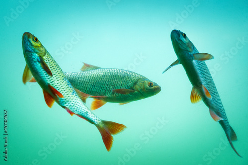 Photography Carp at a fish pond under water