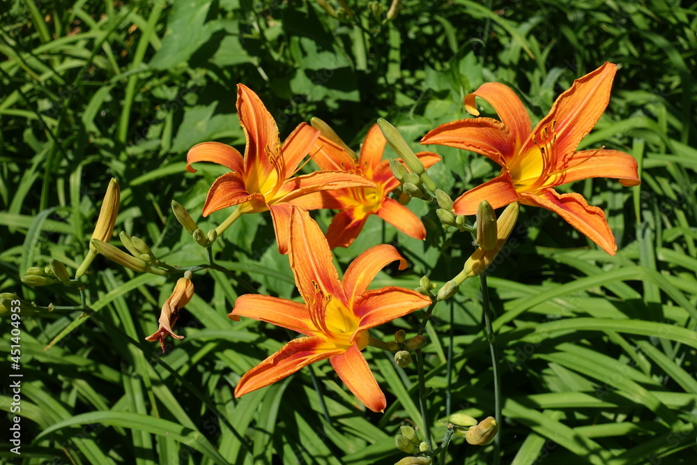 Group of four orange flowers of day lilies in mid June Group of four orange flowers of day lilies in mid June
