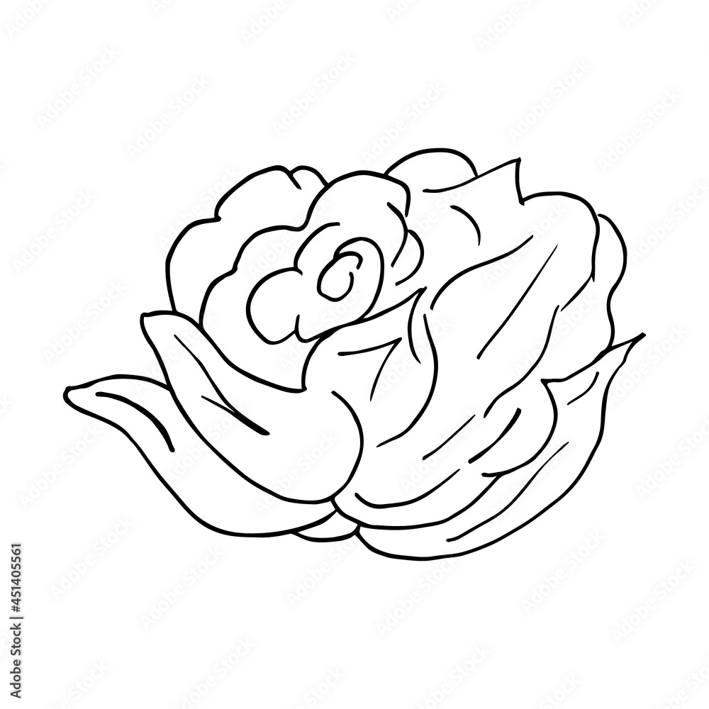 Rose bud on a white background. Doodle. Hand drawing. Design greeting card and invitation of the wedding, birthday, Valentine s Day, mother s day, holiday. Vector illustration.