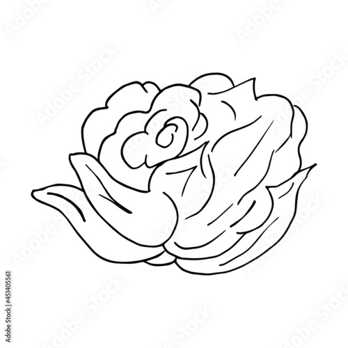 Rose bud on a white background. Doodle. Hand drawing. Design greeting card and invitation of the wedding, birthday, Valentine s Day, mother s day, holiday. Vector illustration.