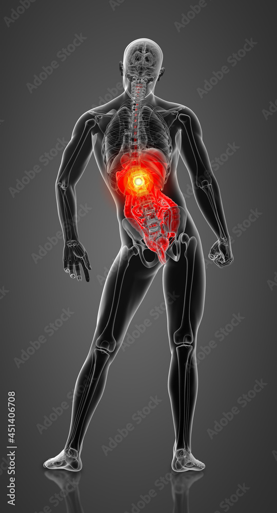 3d render human digestive system - back view