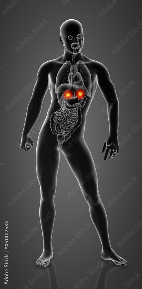 3d render adrenal anatomy - front view 3d render adrenal anatomy - front view