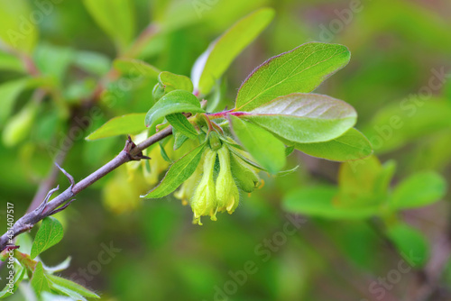 gelbe Maibeere Blüte im Frühling - yellow Lonicera kamtschatica blossom photo