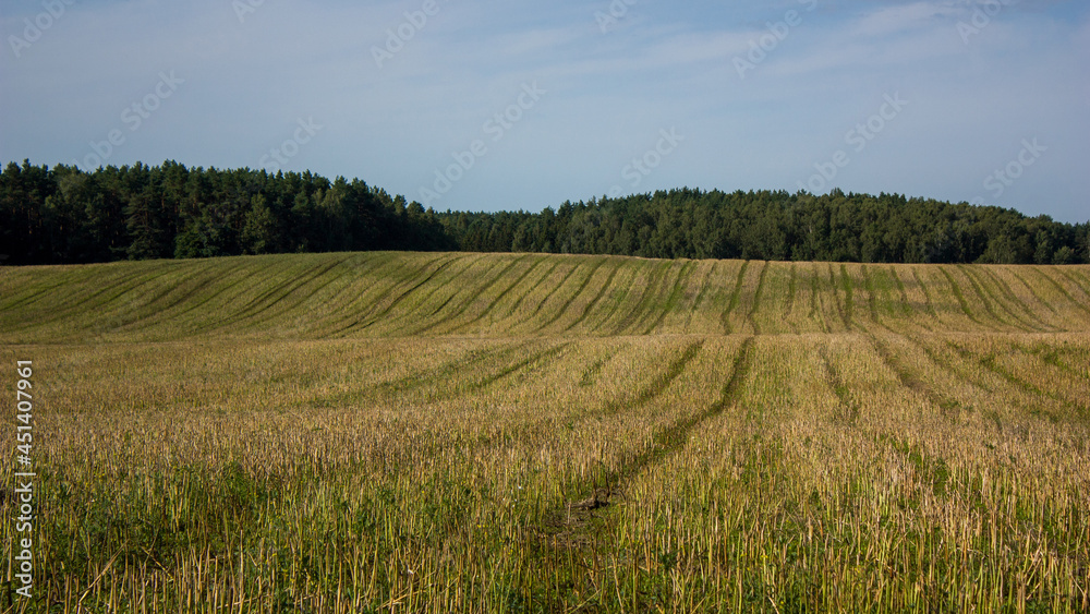 Outskirts of Grodno, Belarus. Summer landscape. A sloping hilly field against a blue sky with white clouds, in the distance - a forest.