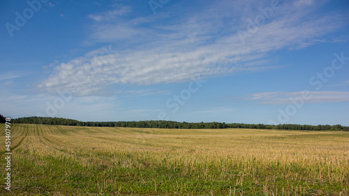 Outskirts of Grodno  Belarus. Summer landscape. A sloping hilly field against a blue sky with white clouds  in the distance - a forest.
