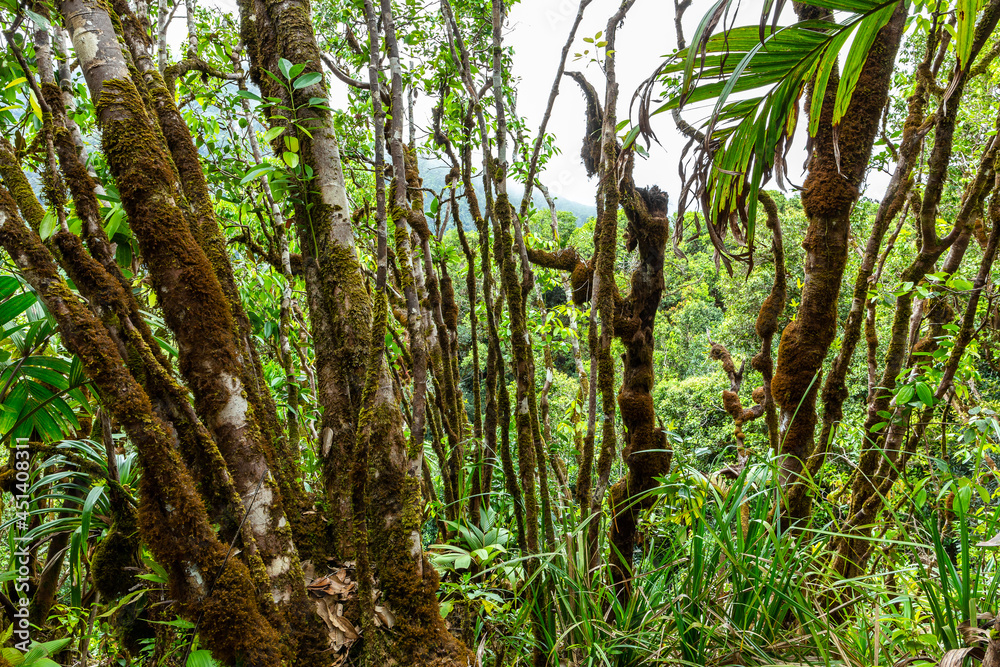 Pristine intact ancient forest with tree trunks overgrown with moss and lichen in Morne Seychelles National Park on Mahe Island, Seychelles.