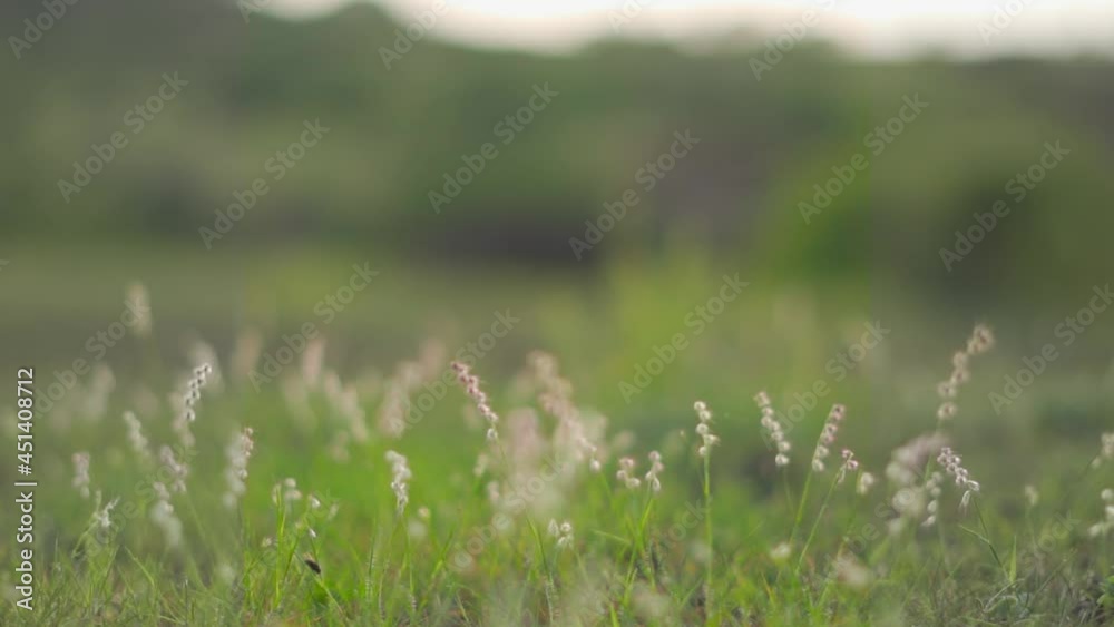 Closeup shot of grass besides the lake