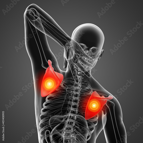 3d render illustration  scapulabone - back view