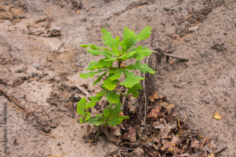 Oak sapling in the forest near the city of Kyiv. Ukraine Oak sapling in the forest near the city of Kyiv. Ukraine