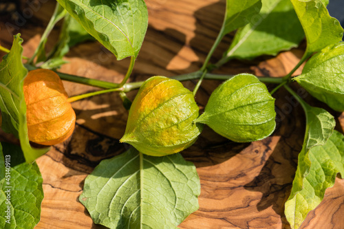 Die orange Kapstachelbeere Physalis peruviana photo