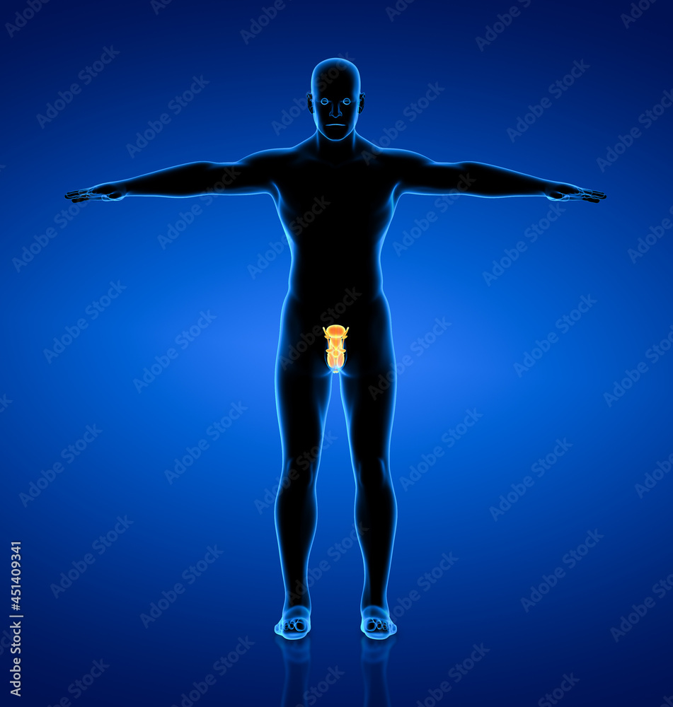 Male Reproductive System back view Male Reproductive System back view