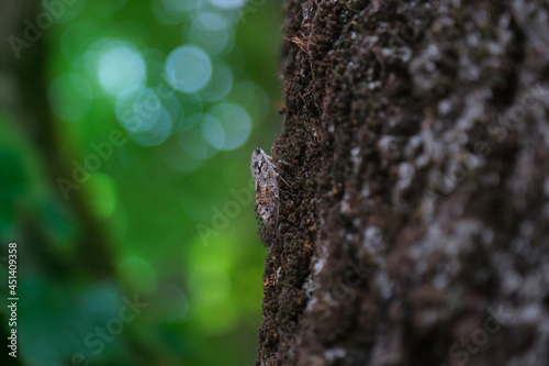 cicada resting on a tree