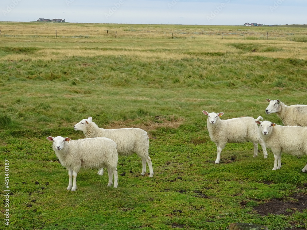 Hallig-Lämmer Hallig-Lämmer