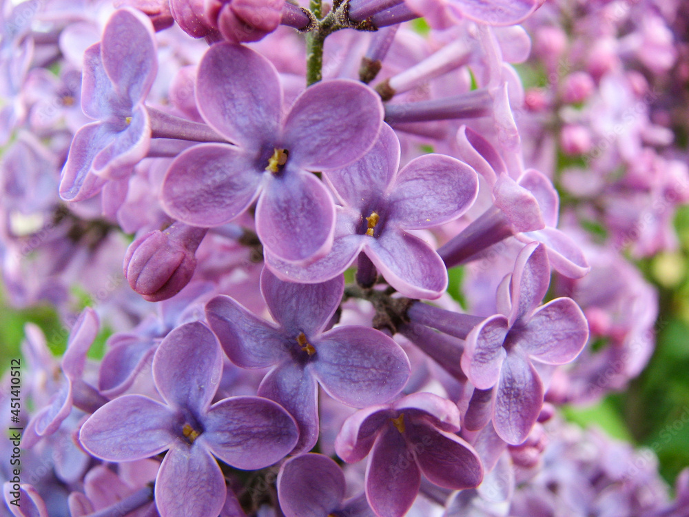 Wonderful flowers in Spring. Wonderful flowers in Spring.