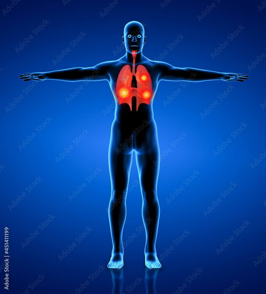 3D medical illustration - human with visible respiratory - front view