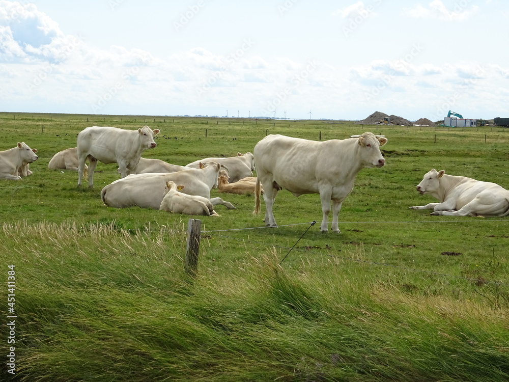 Fototapeta premium Weiße Hallig-Kuh
