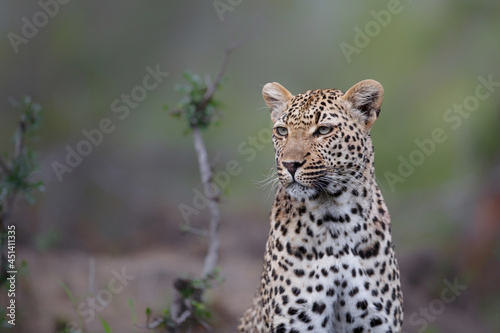 Leopard (Panthera pardus) looking for prey in Sabi Sands Game Reserve  in the Greater Kruger Region in South Africa © henk bogaard