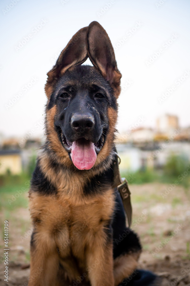 Portrait of a German Shepherd puppy. Portrait of a German Shepherd puppy.
