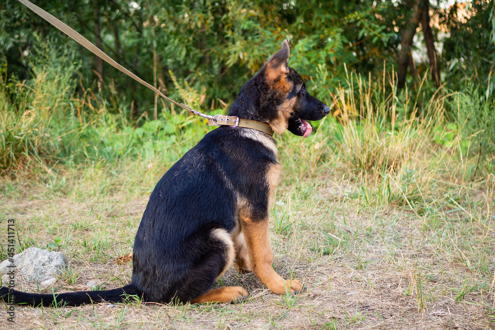 Portrait of a German Shepherd puppy. Portrait of a German Shepherd puppy.