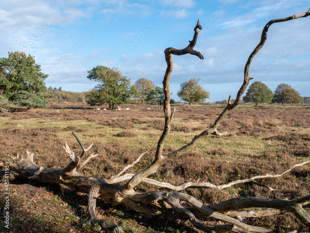 Dead tree in heathland with sheep, nature reserve Takkenhoogte, Zuidwolde, Drenthe, Netherlands Dead tree in heathland with sheep, nature reserve Takkenhoogte, Zuidwolde, Drenthe, Netherlands