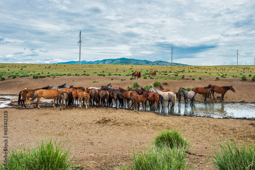 Horses at the watering hole