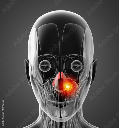 medical  illustration of the nasalis photo