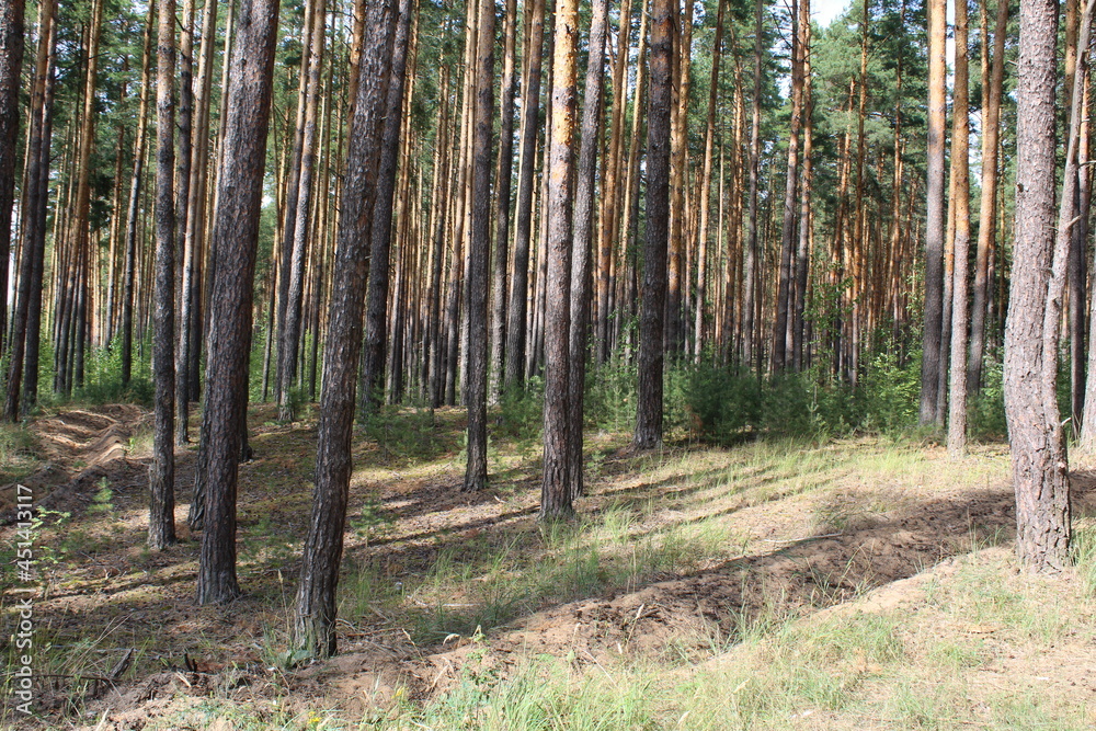 Obraz premium forest in the morning