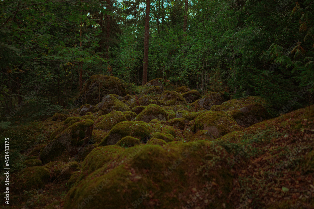 Fototapeta premium forest in the morning